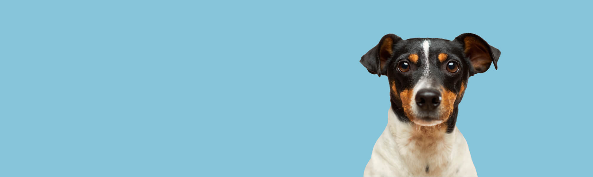 Norfolk Doggy Deli Why Choose Us Background