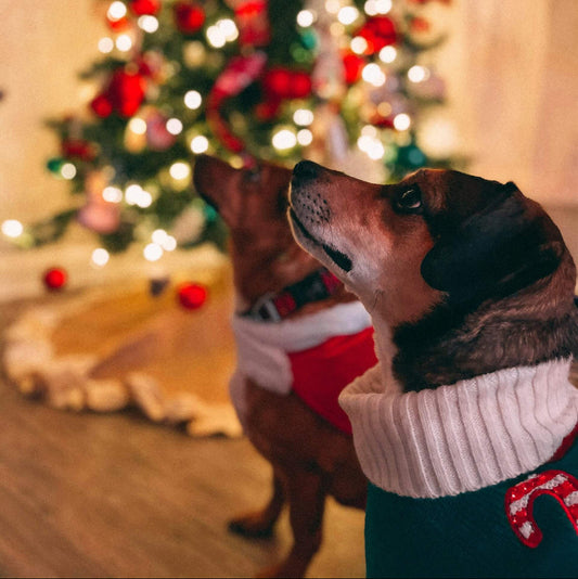 Keeping Your Dog Safe This Christmas