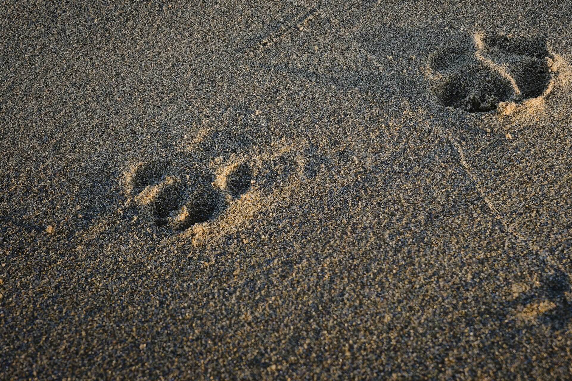 Paw prints in sand