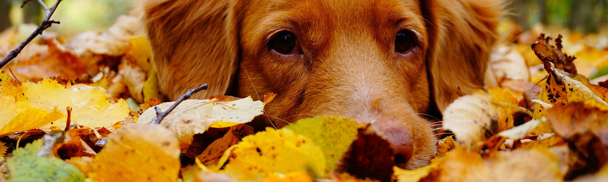 Norfolk Doggy Deli Hero Autumn