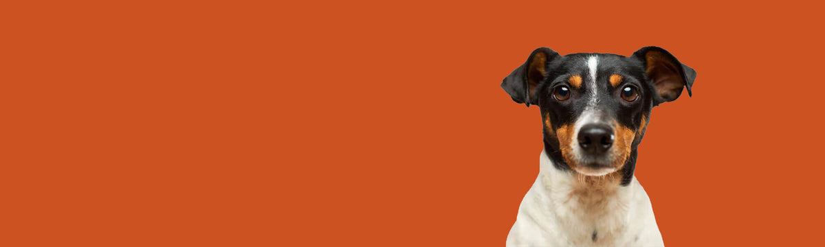 Norfolk Doggy Deli Why Choose Us Background