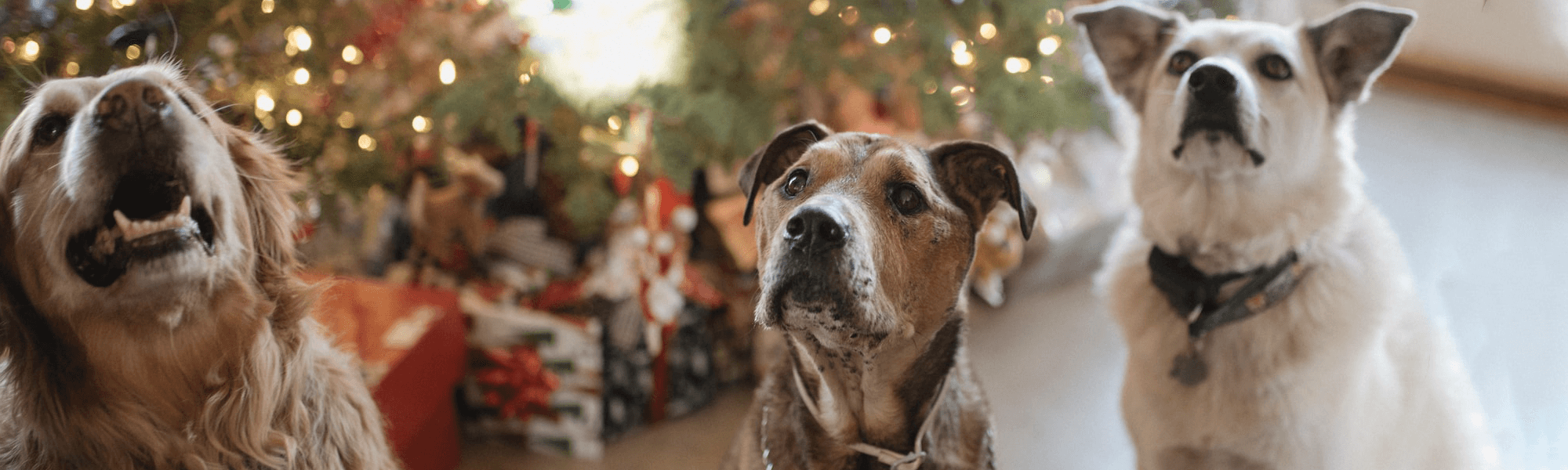 Norfolk Doggy Deli Hero Christmas