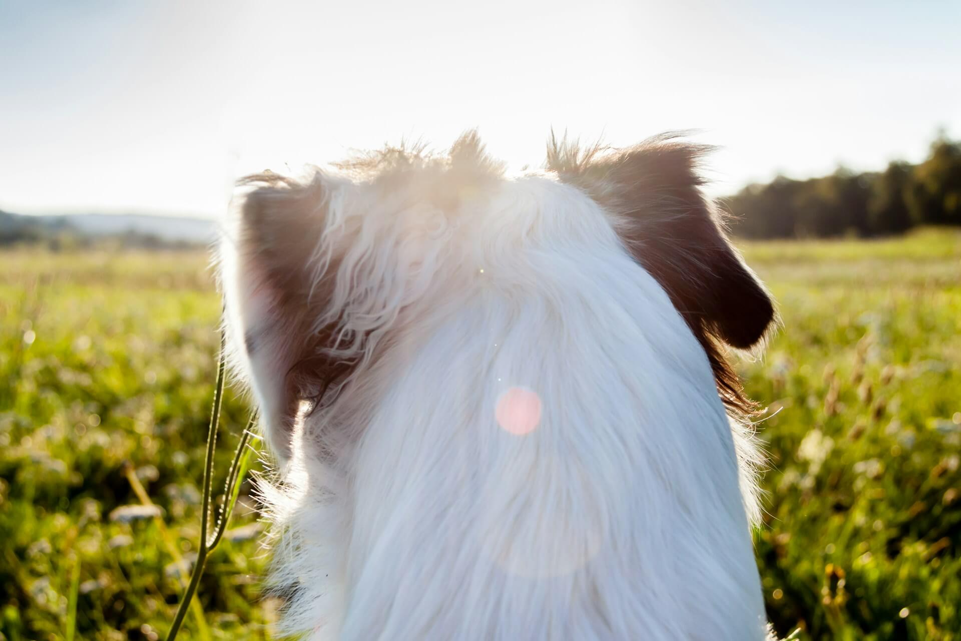 Dog with a fluffy white coat standing in a grassy field